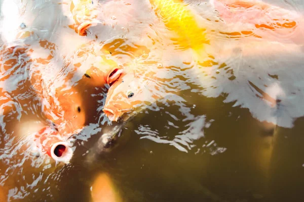 Goldfische Schwimmen Pool Vor Orangefarbenem Wasser — Stockfoto