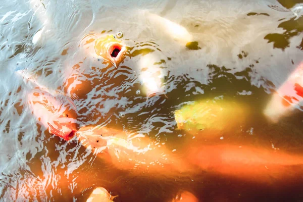 Goldfische Schwimmen Pool Vor Orangefarbenem Wasser — Stockfoto