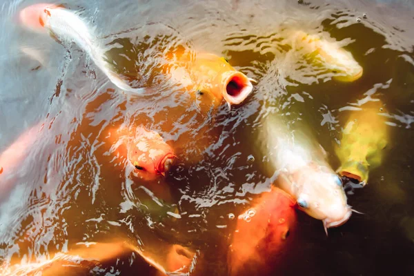 Goldfische Schwimmen Pool Vor Orangefarbenem Wasser — Stockfoto