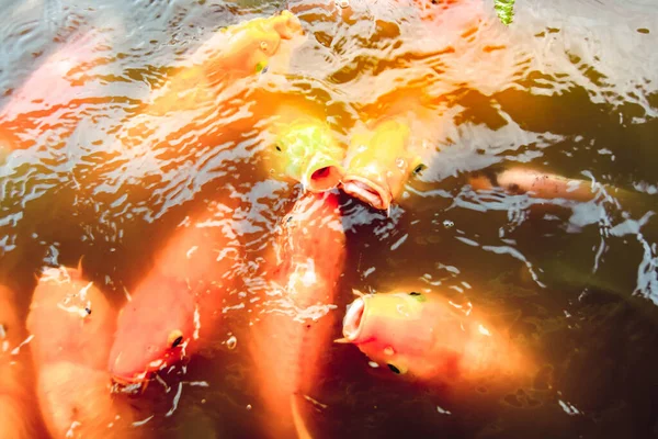 Goldfische Schwimmen Pool Vor Orangefarbenem Wasser — Stockfoto