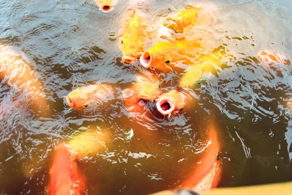 Χρυσόψαρα Κολυμπούν Στην Πισίνα Φόντο Πορτοκαλί Νερό — Φωτογραφία Αρχείου