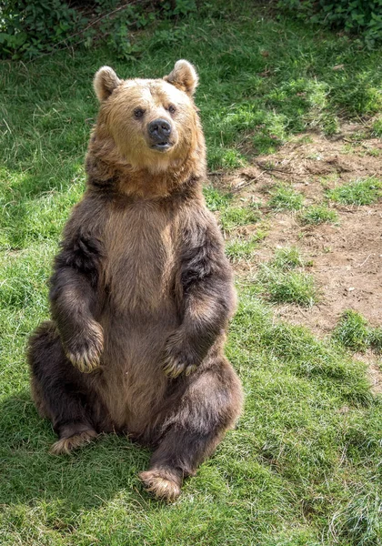 Eurasian Brown Bear — Stock Photo, Image