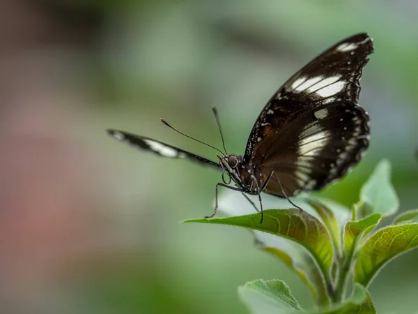 Wielki eggfly motyl — Zdjęcie stockowe