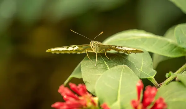 Motyl w spoczynku — Zdjęcie stockowe