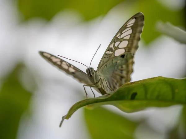 Motyl w spoczynku — Zdjęcie stockowe