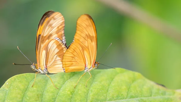 Flambeau motyl — Zdjęcie stockowe