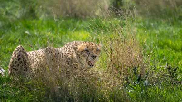 Cheetah in grassland — Stock Photo, Image