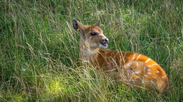 Bebek Nyala antilop — Stok fotoğraf