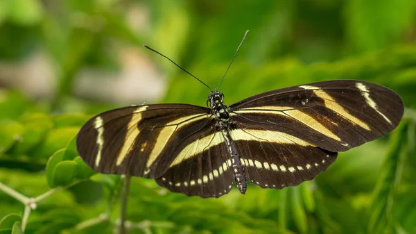 Zebra longwing pillangó — Stock Fotó