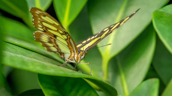 Motyl Malachit — Zdjęcie stockowe