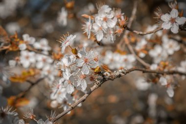 Bahar kiraz çiçeği