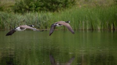 Kanada Kazları Uçuyor