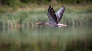 Greylag kazları uçuyor