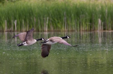 Kanada Kazları Uçuyor