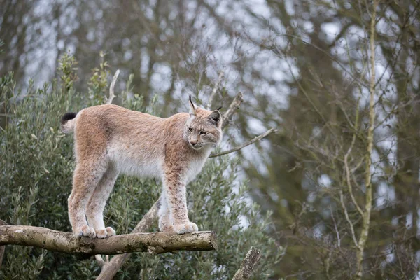 Eurasian Lynx portrait — Stock Photo, Image
