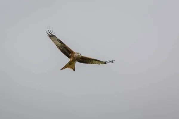 Rotmilan im Flug — Stockfoto