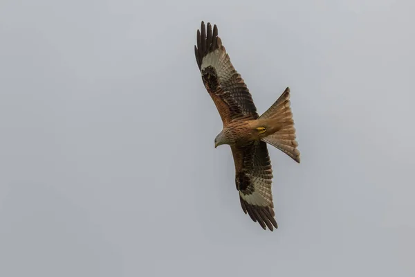 Rotmilan im Flug — Stockfoto