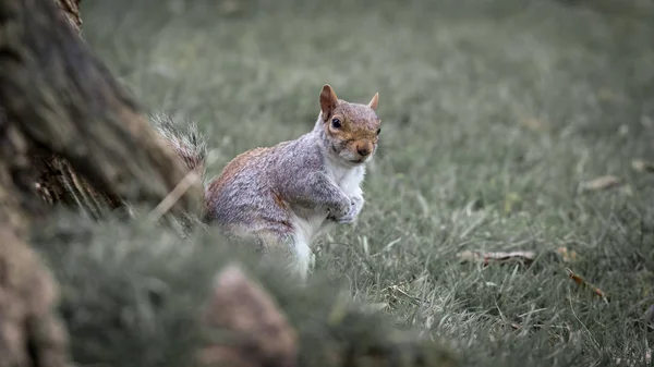 Ritratto di scoiattolo grigio — Foto Stock