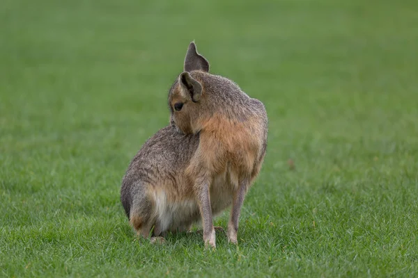 パタゴニアの cavy の肖像画 — ストック写真