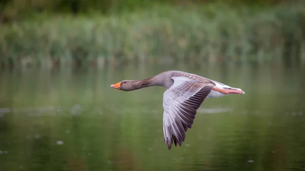 Greylag Geese in flight — Stock Photo, Image