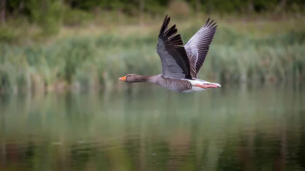 Greylag kazları uçuyor — Stok fotoğraf