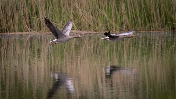 Χήνες Greylag κατά την πτήση — Φωτογραφία Αρχείου