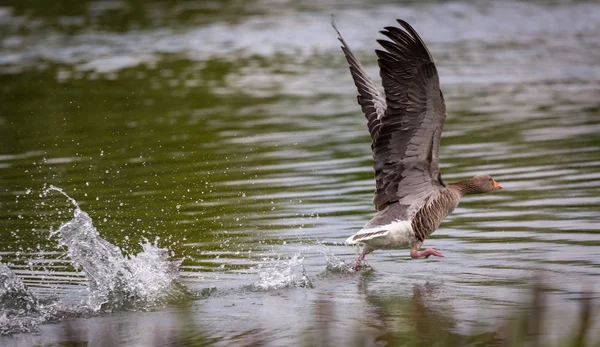 Greylag kazları uçuyor — Stok fotoğraf