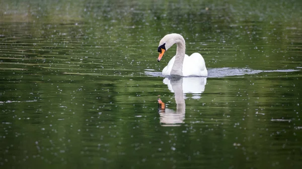 Mute Swan swimming — Stock Photo, Image