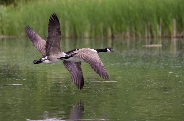 Καναδάς Geese στην πτήση — Φωτογραφία Αρχείου