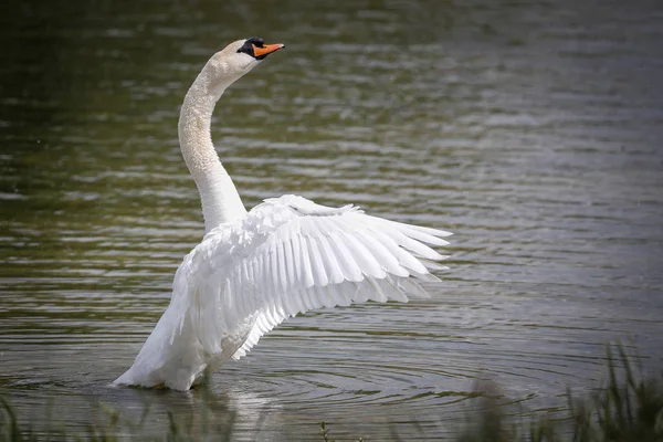 Mute Swan swimming in river — Stock Photo, Image