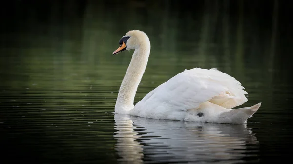 Mute Swan swimming in river — Stock Photo, Image