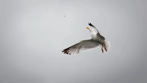 Gaivota arenque pegando um inseto — Fotografia de Stock