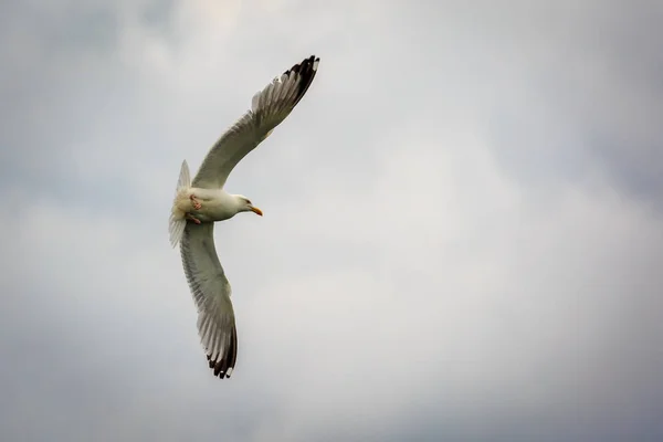 Gaviota arenque volando — Foto de Stock