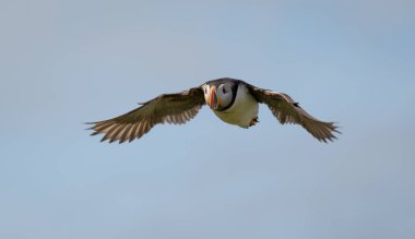 Atlantik Martı (fratercula arktika))