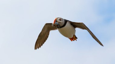 Atlantik Martı (fratercula arktika))