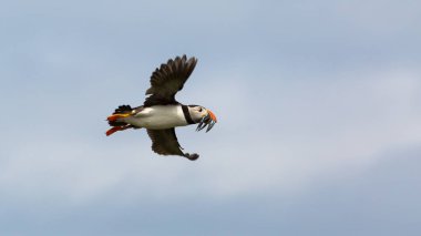 Atlantik Puffin(Fratercula arctica) 