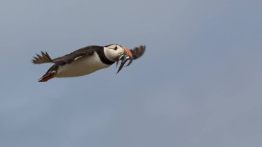 Atlantik Puffin(Fratercula arctica) 