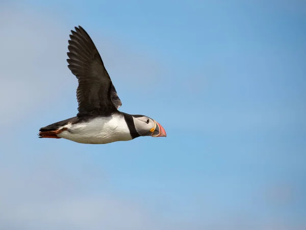 大西洋海雀（英语：Atlantic Puffin）) — 图库照片