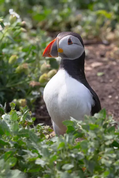 大西洋海雀（英语：Atlantic Puffin）) — 图库照片