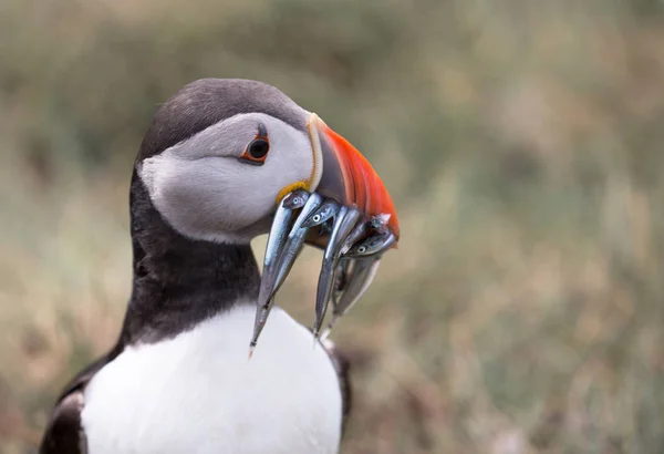 大西洋海雀（英语：Atlantic Puffin）) — 图库照片