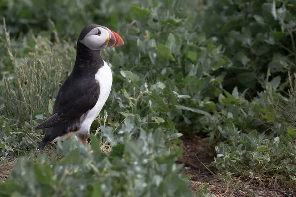 大西洋海雀（英语：Atlantic Puffin）) — 图库照片