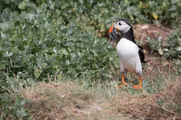 Atlanti puffin (fratercula arctica)) — Stock Fotó