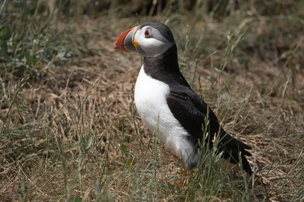 大西洋海雀（英语：Atlantic Puffin）) — 图库照片