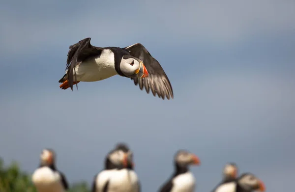 Puffin Atlântico (fratercula arctica ) — Fotografia de Stock