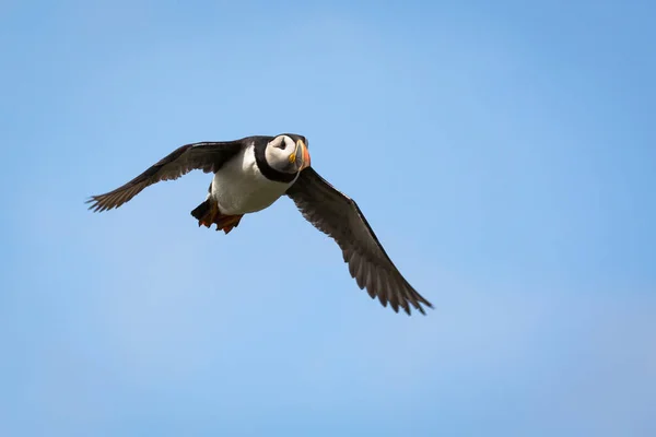 Atlanti puffin (fratercula arctica)) — Stock Fotó