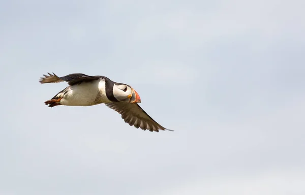 Puffin atlántico (fratercula arctica ) — Foto de Stock