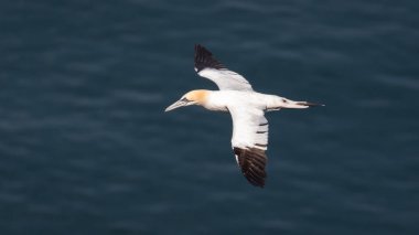 Gannet uçuş