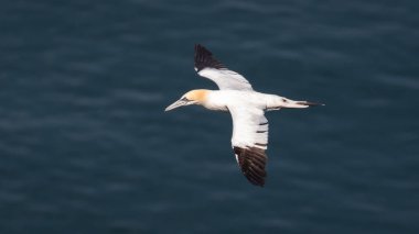 Gannet uçuş