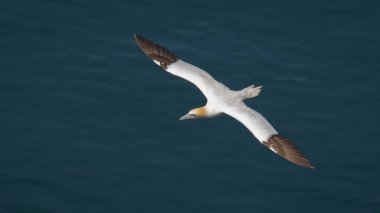 Gannet uçuş