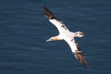 Gannet uçuş